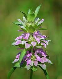 Habitat Garden Native North Americans Native Plants