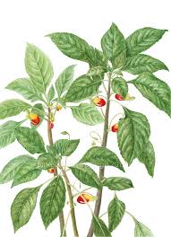 Image result for Impatiens keilii