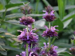 Monarda Citriodora Plants Butterfly Garden Planting Flowers