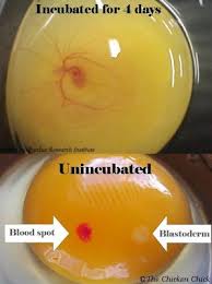 The blastoderm is identified by its bullseye appearance, having regular, concentric circles. Facts And Myths About Fertilized Eggs The Chicken Chick