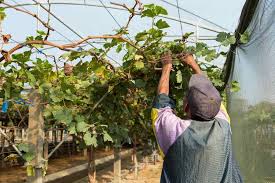 Separate grapevine into loops of vine. How To Prune Grape Vines Minnetonka Orchards