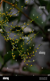 Image result for Psilotrichum scleranthum