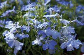 Image result for Lobelia erinus