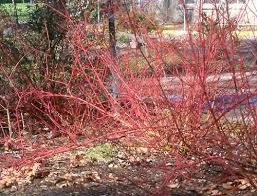 Image result for Sericorema sericea