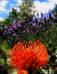 Image result for Protea micans