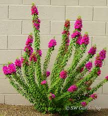 Image result for Bougainvillea