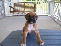Boxer Puppies In North Carolina