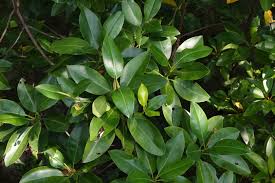 Image result for Bruguiera