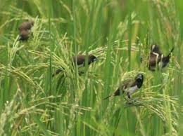 Burung pipit menimbulkan kerusakan berat apabila terjadi perbedaan waktu tanam yang signifikan (lebih dari 3 minggu) pada hamparan sawah di sekitarnya. Indahnya Burung Pipit Di Pucuk Padi Steemit