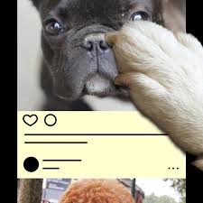 Small bulldogs were popular pets with the local laceworkers, keeping them company and ridding their workrooms of rats. Is Your Dog Ready For Instagram The New York Times