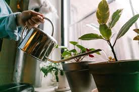 Most consist of a reservoir and a wick you place in the soil. How To Keep Houseplants Alive While You Re Away