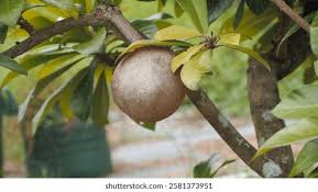 Image result for Pouteria