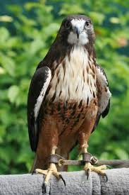 Birds Of Prey Western North Carolina Red Tail Hawk Red Tailed Hawk Ketchikan Alaska Bald Eagle