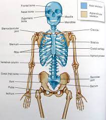 As the body matures, some of these bones gradually, fuse together to form one bone. Axial Skeleton Axial Skeleton Cycle 3 Science Anatomy Bones