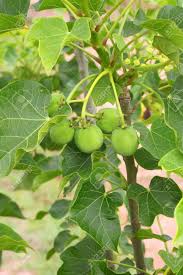 Image result for Jatropha curcas