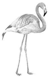 Pink Flamingo Drawing By Sunshinelvr On Deviantart How To Draw Flamingo Bird Drawings Flamingos Art Illustration