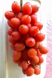 Image result for Pentadiplandra brazzeana