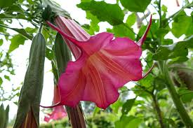 Image result for Cantua