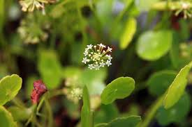 Image result for Hydrocotyle mannii