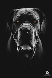 One of the many dogs on show at the royal melbourne show 06. Neapolitan Mastiff Portrait Photoshop Manipulation Tutorial Ciprianfoto Photoshop Manipulation Tutorials