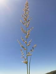 Image result for Eragrostis gummiflua