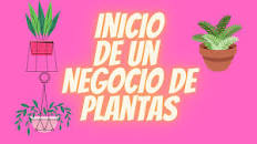 ¿CÓMO INICIAR UN NEGOCIO DE PLANTAS?¿QUÉ COSAS TENER EN CUENTA?  @Enamoradodelasplantas