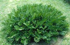 Makes a beautiful bonsai stump | free shipping on orders over $125! 8 Plants2you Palms Bamboo Ideas Palm Trees Plants Palm