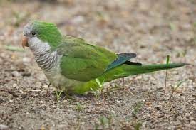 Shop smart for your pet at chewy. Buying Parakeets At Petsmart 5 Things To Know Before You Buy Embora Pets