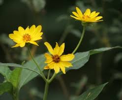 Image result for Aspilia