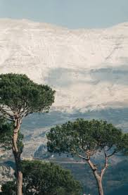The Amazing Greek Olive Tree Olive Tree Dwarf Olive Tree Growing Tree