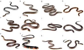 Image result for Atractus multicinctus