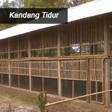 Hal tersebut tentu akan memengaruhi pertumbuhan ayam. Jenis Kandang Ayam Bangkok Ukuran Dan Cara Membuatnya