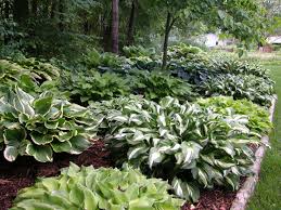 We suggest cutting them back to avoid slug and disease issues. Maintaining Your Hostas Perennial Resource