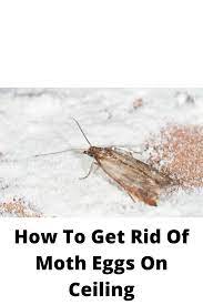 How To Get Rid Of Moth Eggs On Ceiling Getting Rid Of Moths How To Get Rid Moth