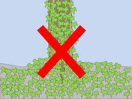 Repeat applications may be necessary because, while herbicides will suppress poison ivy in an instant, the plant may still grow again from the roots. How To Kill Ivy 3 Steps To Control This Invasive Plant Youtube