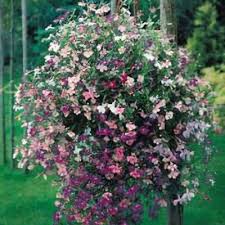 Image result for Lobelia sonderiana