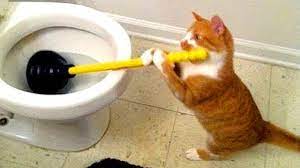 Try Not To Laugh Impossible Clean Funny Animal Videos Funny Cats And Dogs Cute Cats Dogs World Cat Comedy Ever clean is committed to making its website accessible for all users, and will continue to take steps necessary to ensure compliance with applicable laws.