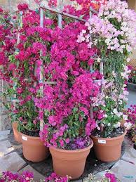 What are the names of flowering plants? 26 Flowers That Bloom All Year Round Permanent Flowering Plants