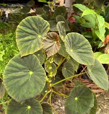 Image result for Begonia kisuluana