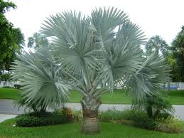 Thats An Awesome Palm Palm Plant Circle Driveway Landscaping Tropical Landscaping