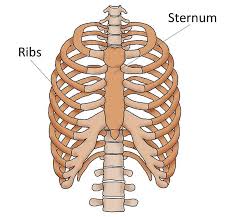 Maybe you would like to learn more about one of these? Tulang Penyusun Rangka Tubuh Manusia Biologi Kelas 8