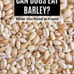 Can Dogs Eat Barley What To Know About Dogs And Barley