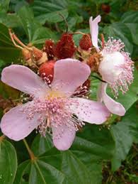 Image result for Bixaceae