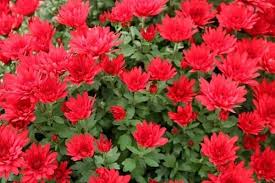 Check spelling or type a new query. 15 Stunning Red Flowering Shrubs Urban Garden Gal