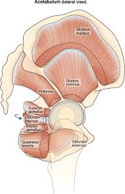 The ventrogluteal muscle is the hip, and the dorsogluteal muscle is situated on the buttock area. Architecture Of The Short External Rotator Muscles Of The Hip Bmc Musculoskeletal Disorders Full Text