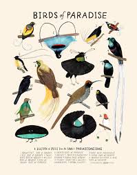 Now the cornell lab of ornithology has harnessed their trove of media to create an interactive educational website that opens the world of. Birds Of Paradise Kelzuki