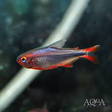 Image result for Tetradenia bainesii