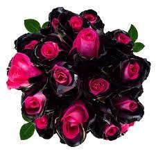 Flower wallpaper pink and black wall decor. Amazon Com Fresh Tinted Roses Black And Pink 25 Stems Asteroid Rose Magnaflor Xxl Blooms Bunch 10 12 Days Vase Life Grocery Gourmet Food
