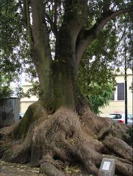 Image result for Phytolacca dioica