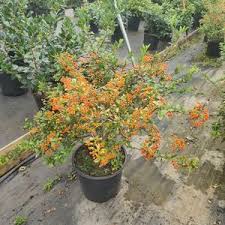 Image result for Pyracantha
